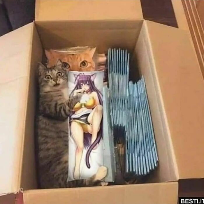 50 Hilarious And Bizarre Pics Of Animals “Where They Shouldn’t Be”