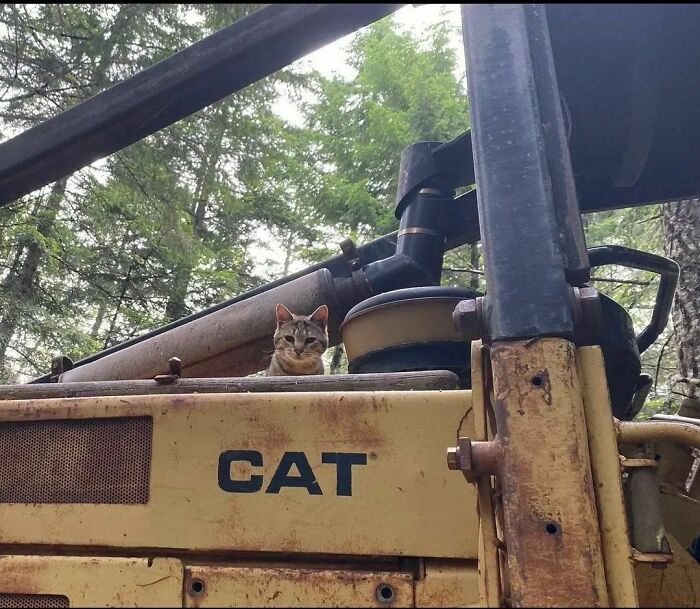 50 Hilarious And Bizarre Pics Of Animals “Where They Shouldn’t Be”