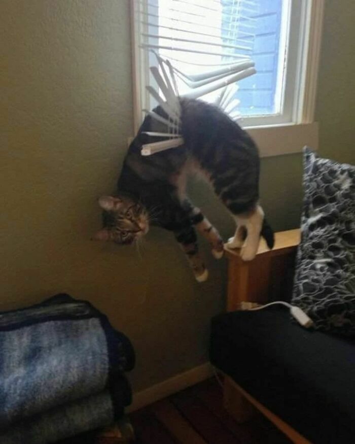 50 Hilarious And Bizarre Pics Of Animals “Where They Shouldn’t Be”