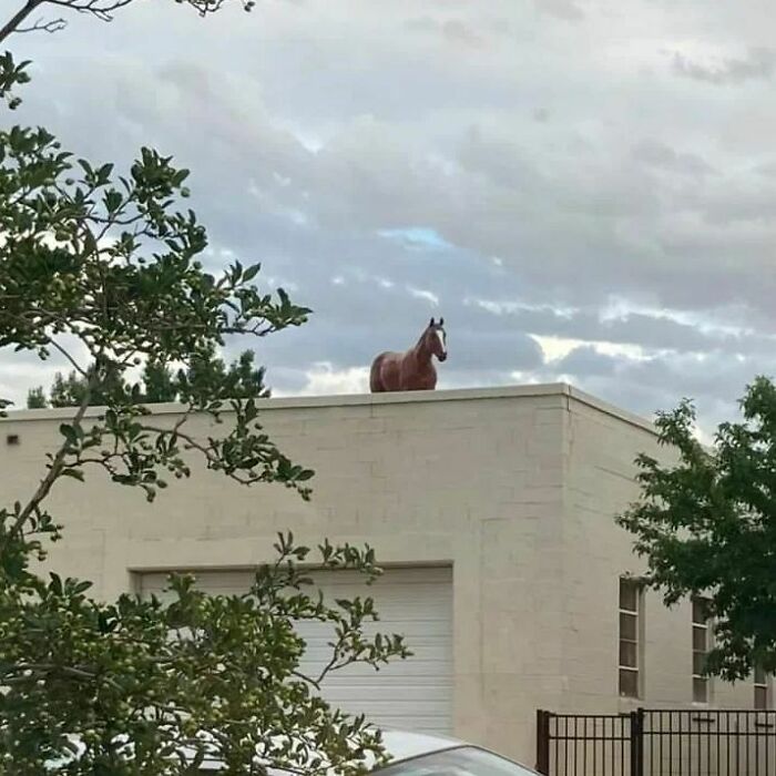 50 Hilarious And Bizarre Pics Of Animals “Where They Shouldn’t Be”