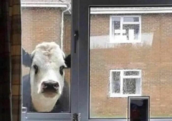 50 Hilarious And Bizarre Pics Of Animals “Where They Shouldn’t Be”