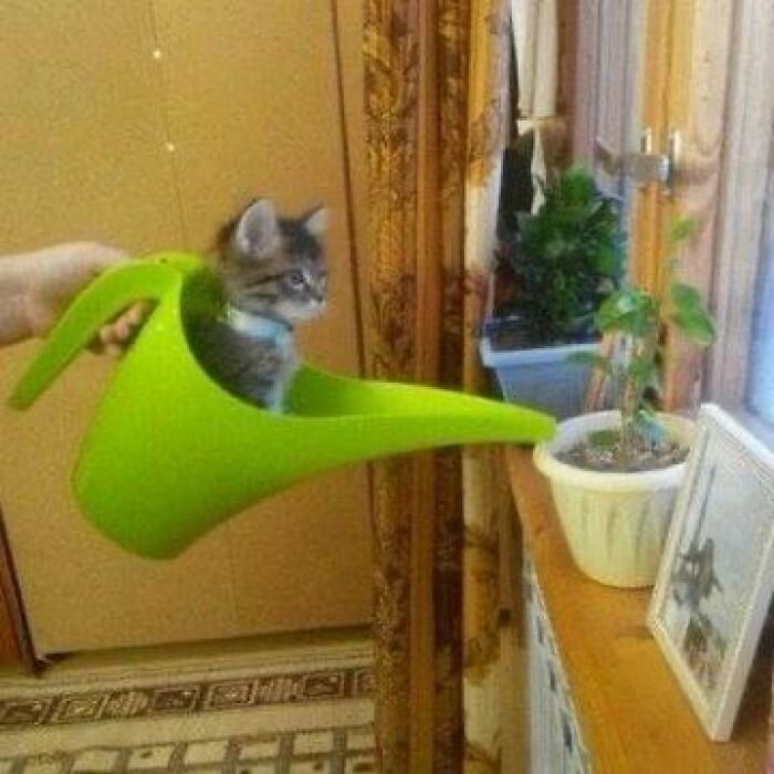 50 Hilarious And Bizarre Pics Of Animals “Where They Shouldn’t Be”