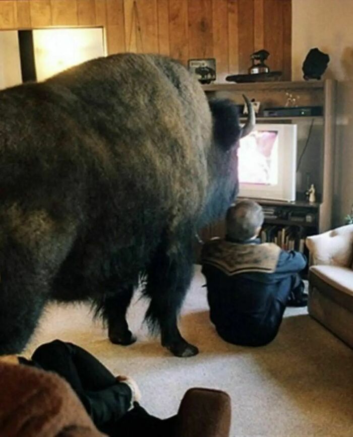 50 Hilarious And Bizarre Pics Of Animals “Where They Shouldn’t Be”