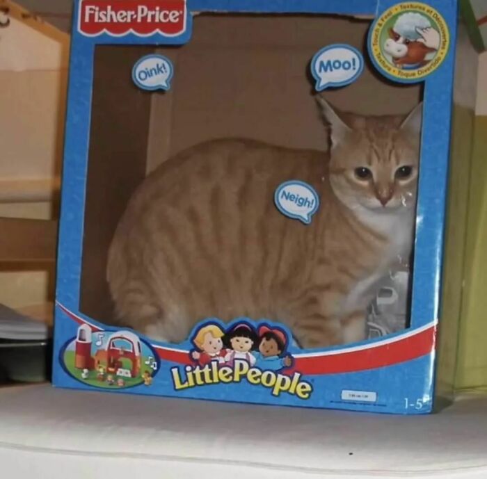 50 Hilarious And Bizarre Pics Of Animals “Where They Shouldn’t Be”