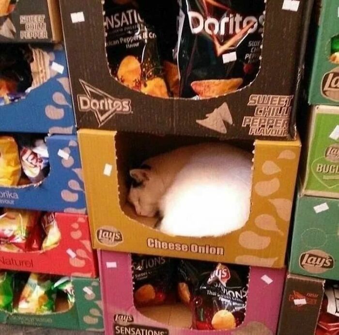 50 Hilarious And Bizarre Pics Of Animals “Where They Shouldn’t Be”