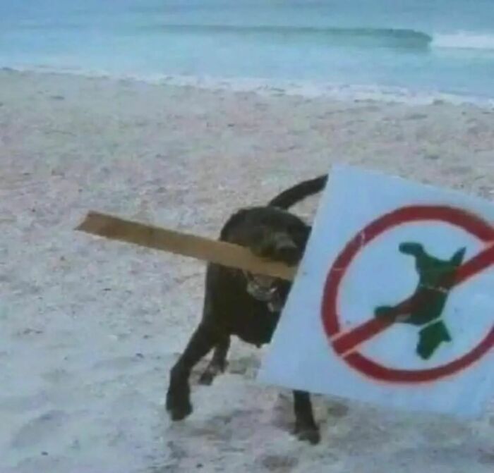 50 Hilarious And Bizarre Pics Of Animals “Where They Shouldn’t Be”