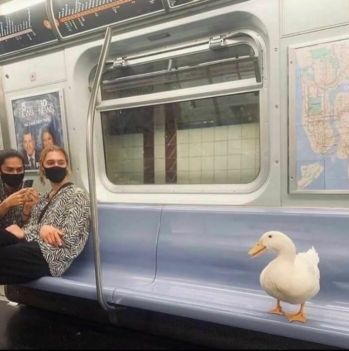50 Hilarious And Bizarre Pics Of Animals “Where They Shouldn’t Be”