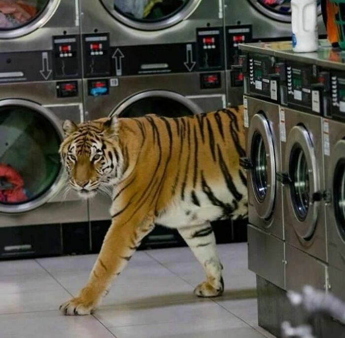 50 Hilarious And Bizarre Pics Of Animals “Where They Shouldn’t Be”