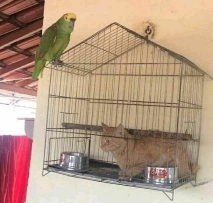 50 Hilarious And Bizarre Pics Of Animals “Where They Shouldn’t Be”