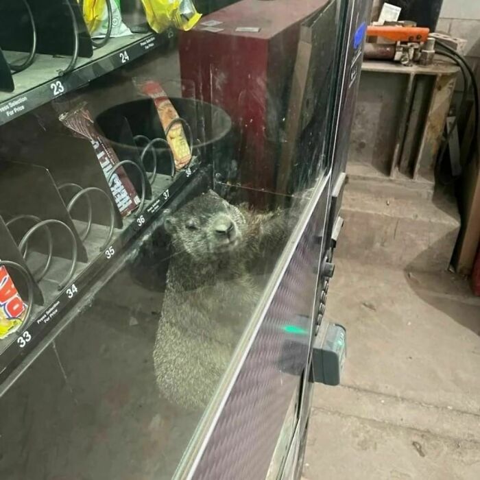 50 Hilarious And Bizarre Pics Of Animals “Where They Shouldn’t Be”