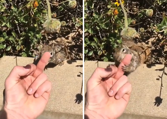 Karma instantáneo de una ardilla