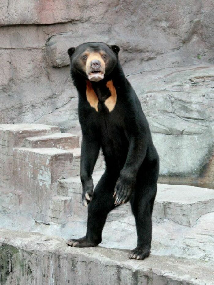 Este es un Oso Solar. Puede que no sea aterrador para la mayoría de la gente, pero me estremece el pensar en esta criatura corriendo hacia ti de pie (como un ser humano) en la noche