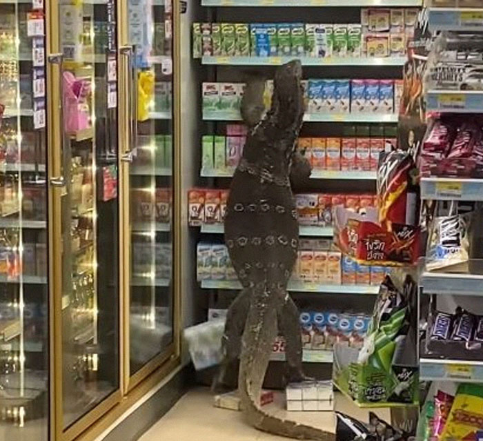 50 Hilarious And Bizarre Pics Of Animals “Where They Shouldn’t Be”