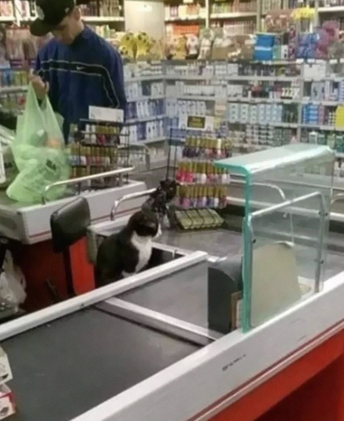 50 Hilarious And Bizarre Pics Of Animals “Where They Shouldn’t Be”