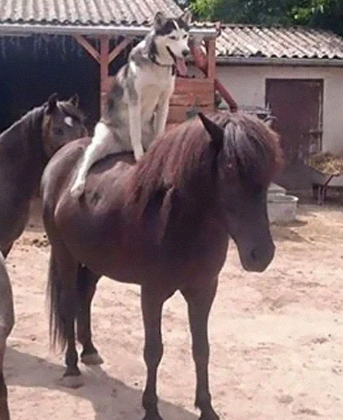 50 Hilarious And Bizarre Pics Of Animals “Where They Shouldn’t Be”