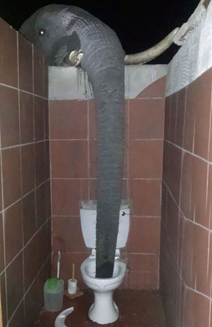 50 Hilarious And Bizarre Pics Of Animals “Where They Shouldn’t Be”