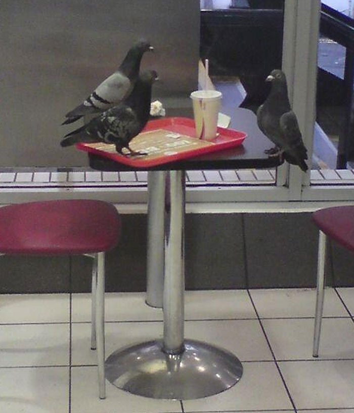 50 Hilarious And Bizarre Pics Of Animals “Where They Shouldn’t Be”