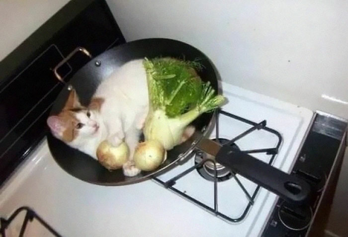 50 Hilarious And Bizarre Pics Of Animals “Where They Shouldn’t Be”