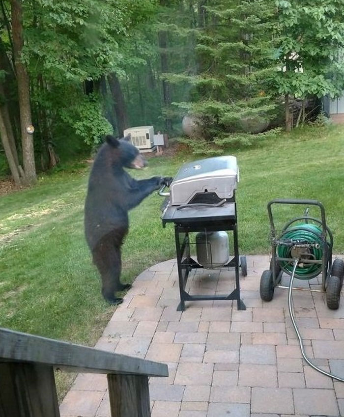 50 Hilarious And Bizarre Pics Of Animals “Where They Shouldn’t Be”