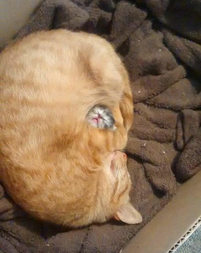 Su único gatito
