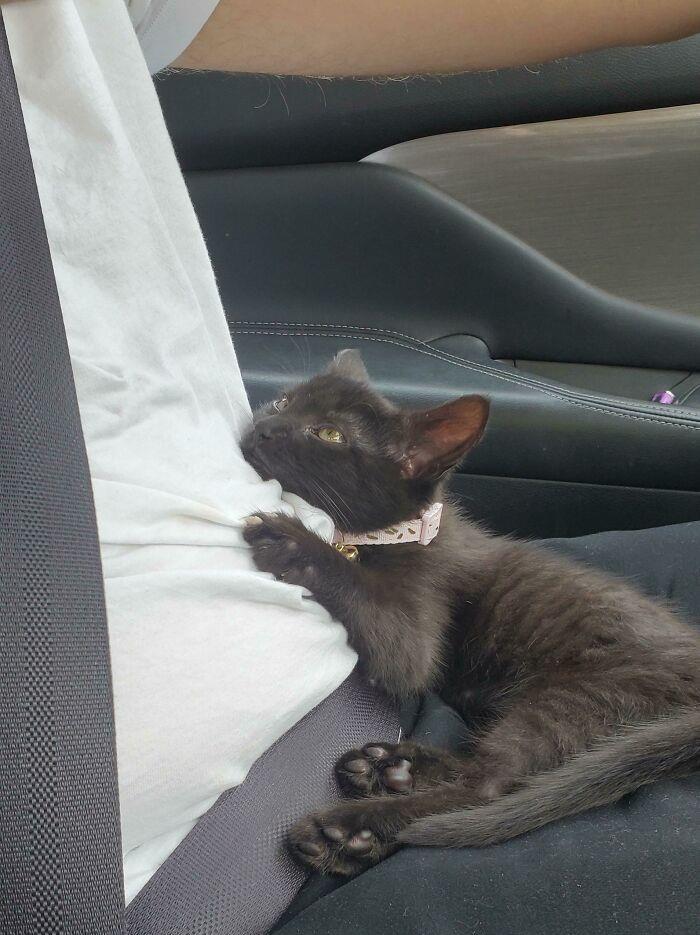 La forma en la que nuestro nuevo gatito miraba a mi marido mientras íbamos de camino a casa 