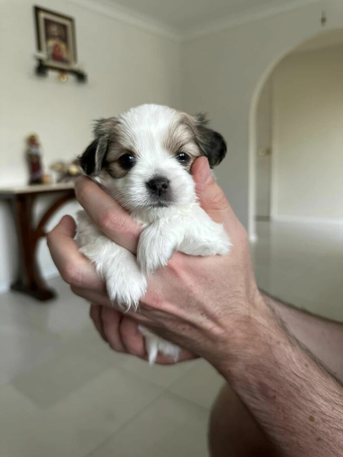 Esta es Penny. ¡Tiene 4 semanas y media de edad!