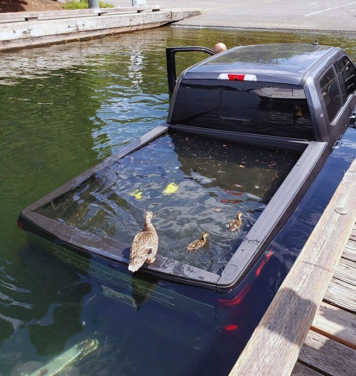 Patitos en el lago
