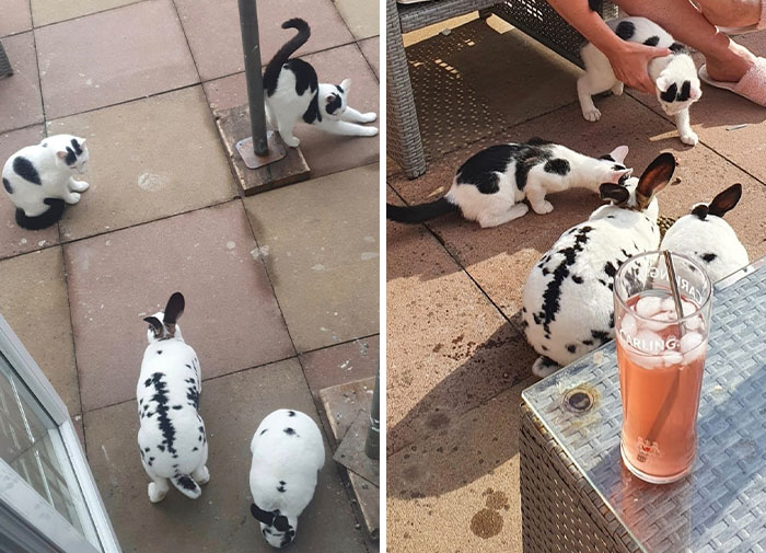 Les presentamos a “La pandilla de conejos y gatitos”