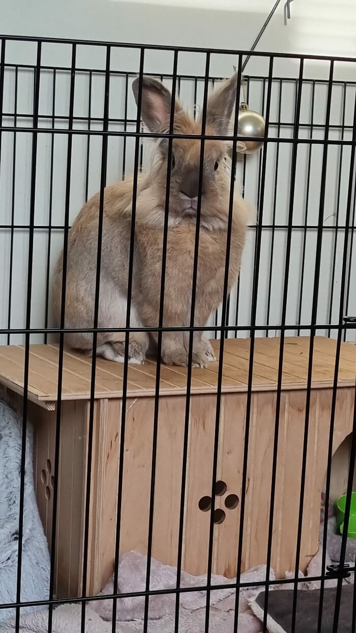  Tiene esa cara triste porque fui una mamá horrible que le quitó su comida especial… con eso me refiero a los cables del router del wifi; ahora tengo que esperar 2 semanas para poder cambiarlos