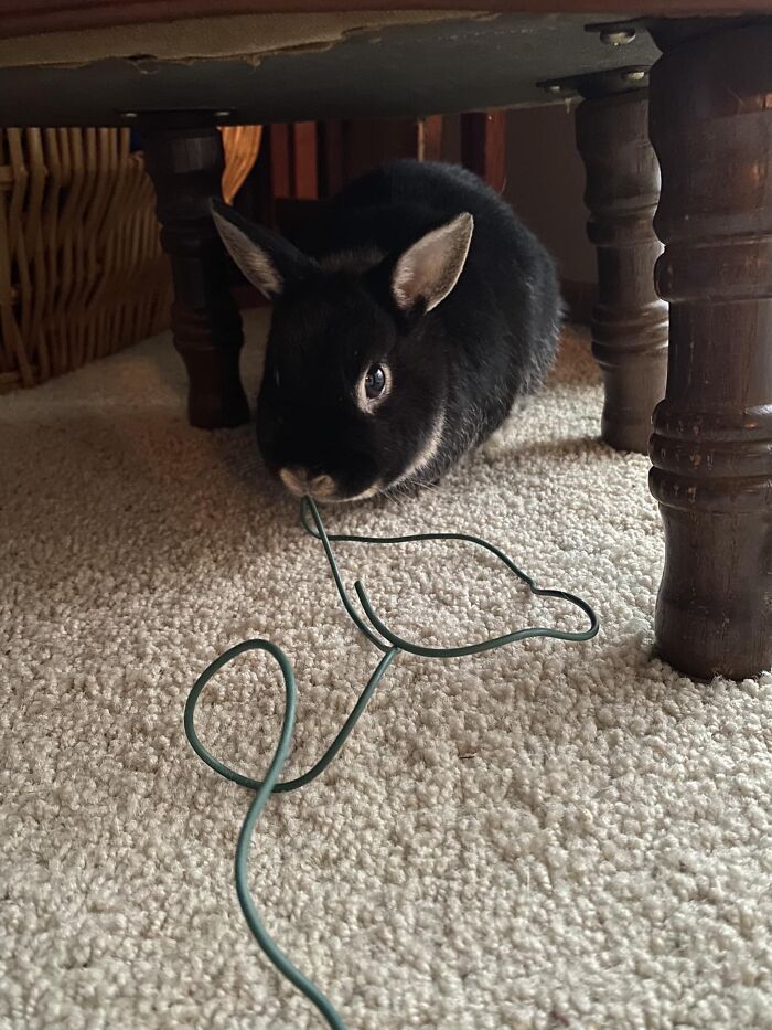 ¿¿Dónde encontraste ese cable?? ¿¿A dónde va?? ¿¡¿¡¿Por qué?!?!?