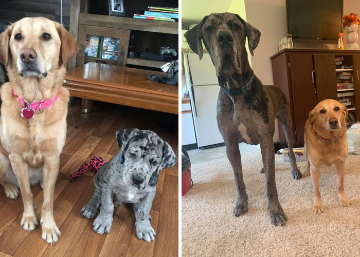 ¿Os acordáis a estos dos? Tomamos una foto actualizada. Cheyenne parece cada vez más pequeño en estas fotos