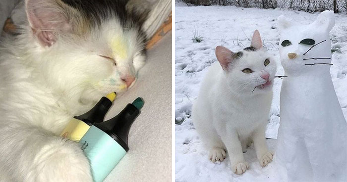 Los gatos son las mascotas más extrañas de todas y estas graciosas e inexplicables fotos lo demuestran