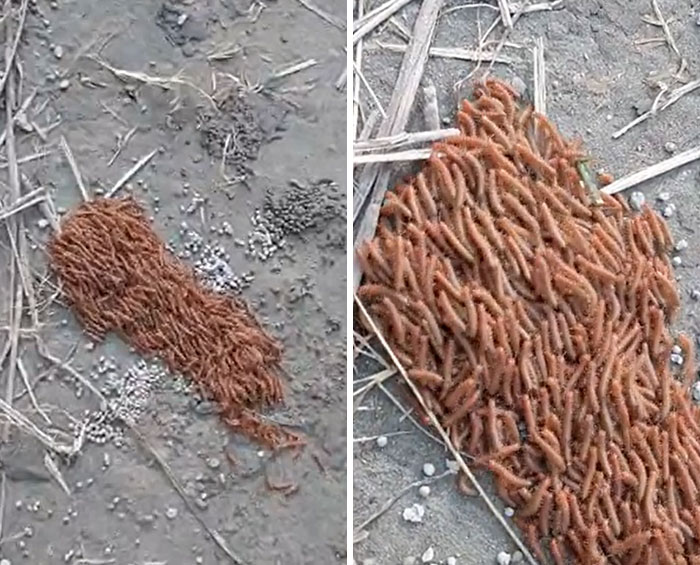 Vi esto junto a las orillas del río Brahmaputra, India. La forma en que todos se mueven juntos es tan extraño. ¿Alguna idea de qué criatura es esta?