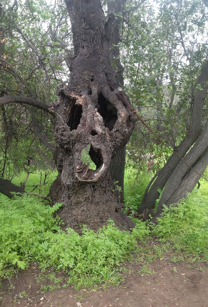 Estaba paseando por un bosque cerca de mi ciudad y encontré esto