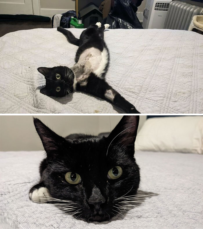 Adopté oficialmente a Bernard después de acogerlo mientras se curaba de su amputación. Uno de los increíbles veterinarios de mi trabajo le salvó la vida después de que lo trajeran como gato callejero con una pata gravemente fracturada e infectada