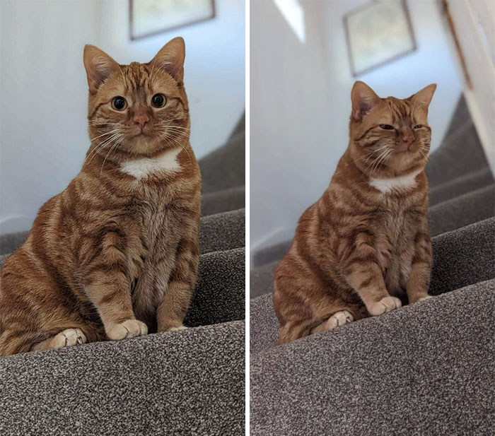 Nuestro gato ciego recién adoptado