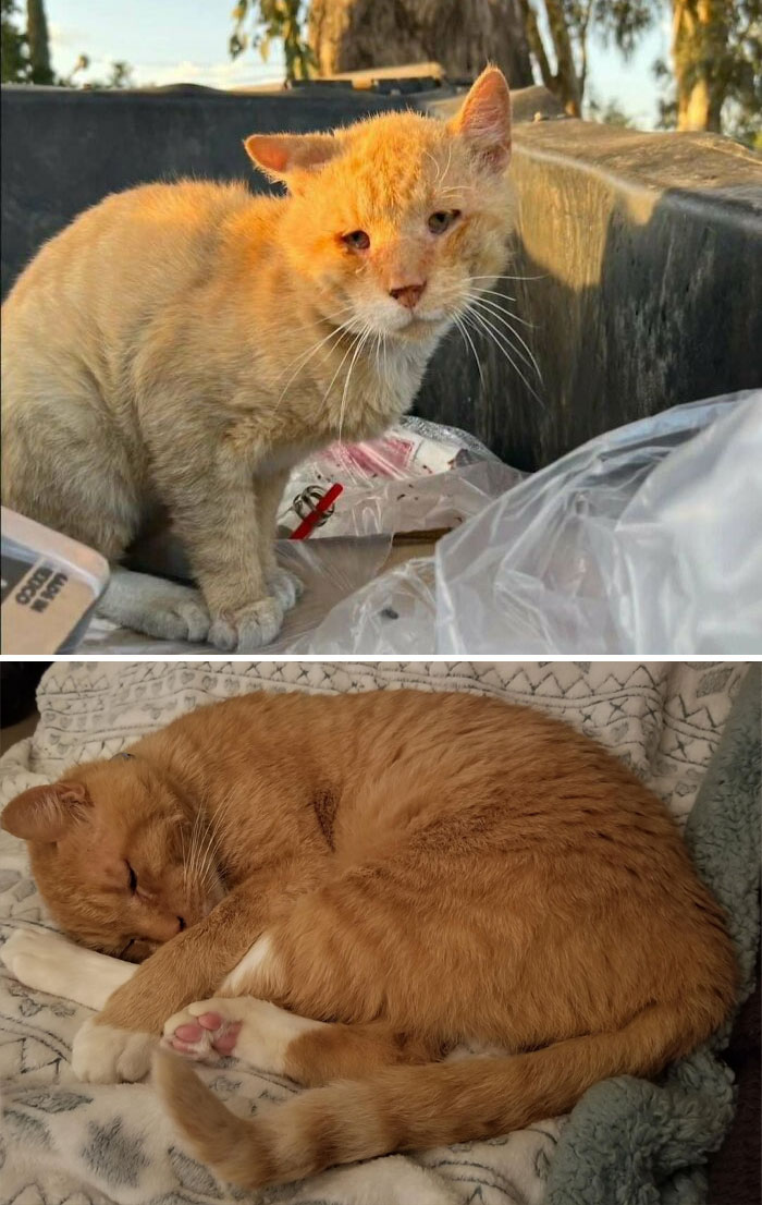 Abandonado por sus dueños, rescatado de un contenedor detrás de una tienda de tacos... mi nuevo pelirrojo adoptado, Pancho