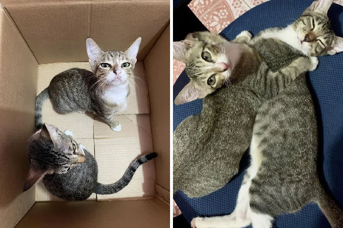 A su llegada y tras una hora en casa (bebés de peluche adoptados)