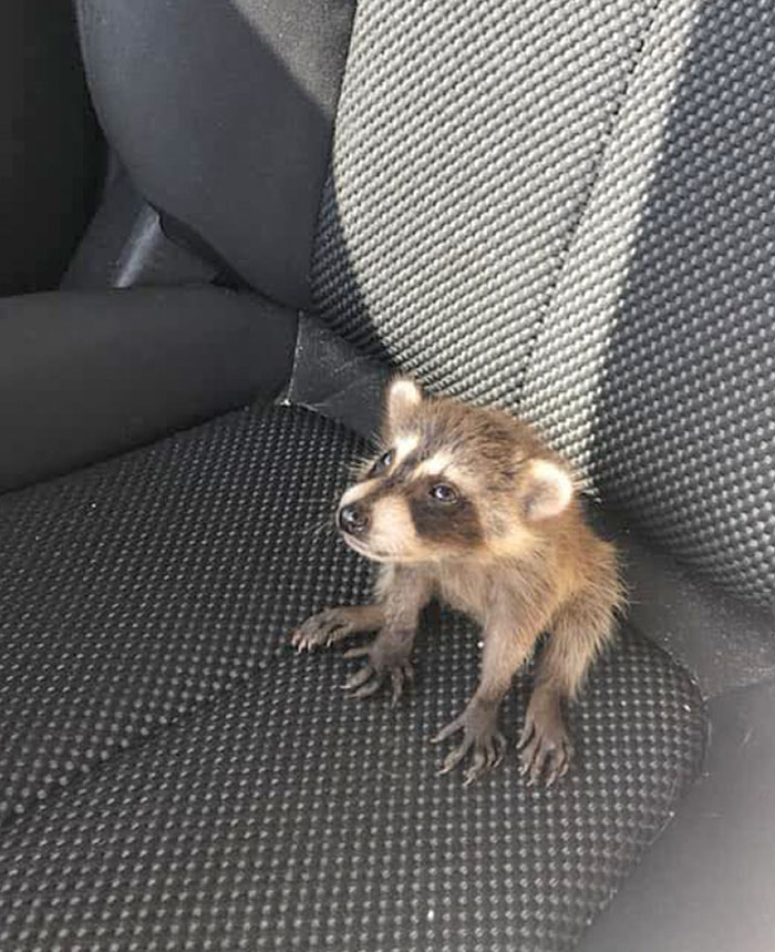 Hoy me topé con a este mapache y pensé que os gustaría
