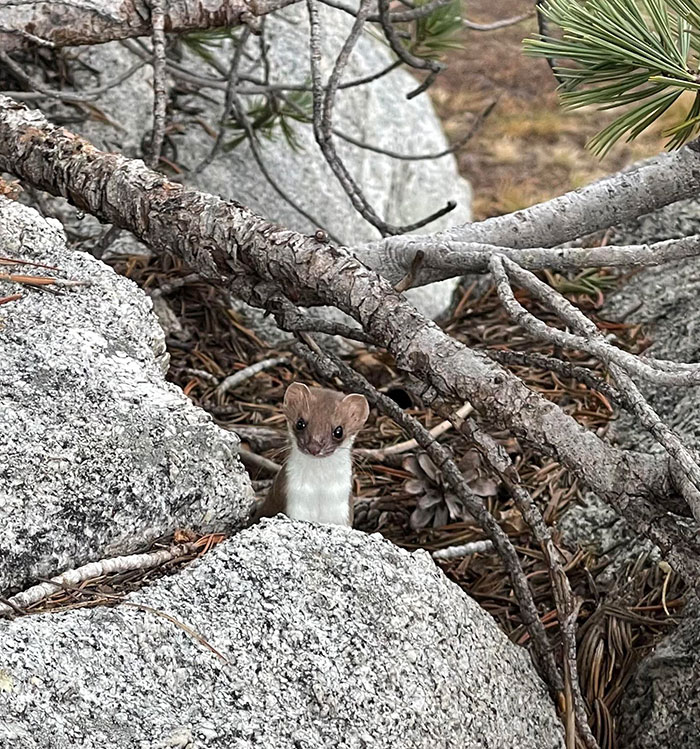 Este curioso armiño no paraba de aparecer a mi lado mientras me relajaba en la cima de mi excursión de hoy