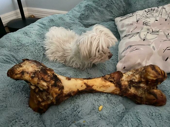 Asegúrese de comprobar siempre el tamaño cuando compres premios para tu mascota