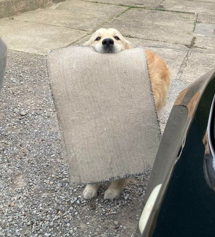 Mi Golden me trae esta vieja alfombra cada vez que llego a casa para darme una cálida bienvenida 