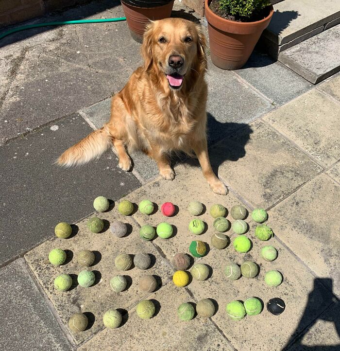 Mi perro tiene la costumbre de encontrar pelotas y traerlas a casa 