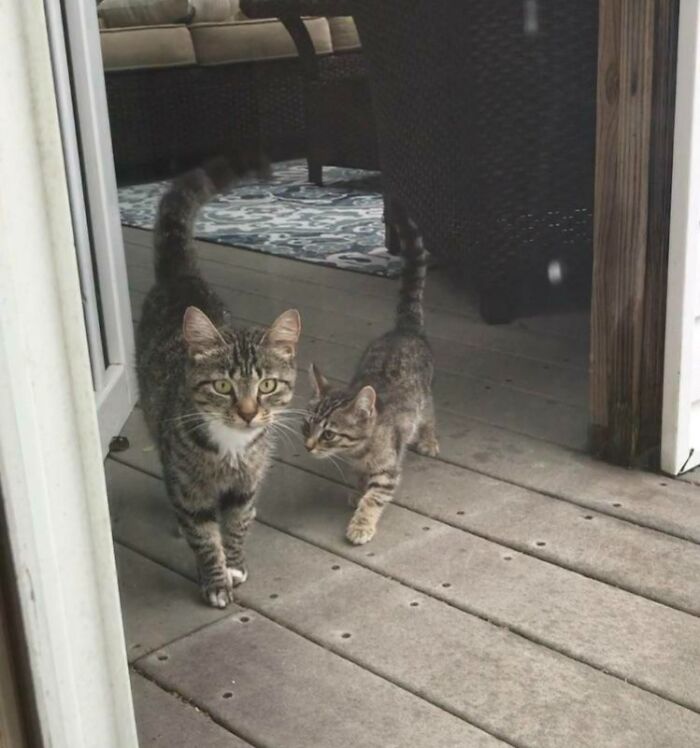 He estado alimentando a esta gata callejera durante un poco menos de un año. Pensé que solo estaba engordando, pero resulta que tenía 3 gatitos y me los trajo 