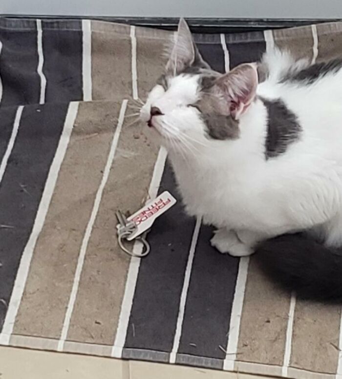 Peepers, nuestro gatito ciego, está muy orgulloso del regalo que nos ha traído de su cacería nocturna 
