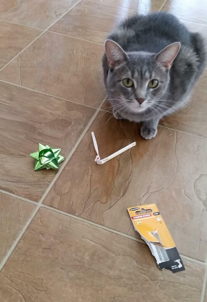 Cada noche, mientras dormimos, nuestro gato busca pequeños regalos y los deja en lo alto de la escalera del sótano