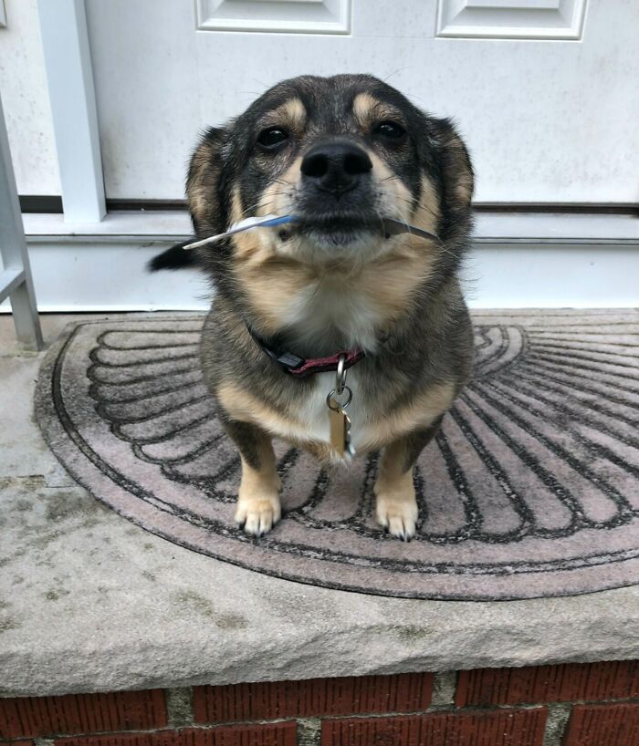  Cada mañana, el perro de mi familia me recibe con un regalo. Hoy fue una pluma