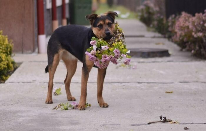 Me trae un ramo de flores todas las mañanas 