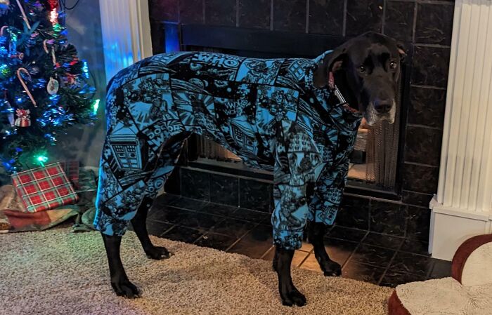 Mi amiga le hizo un pijama del Dr. Who a mi gran danés porque siempre tiene frío y da pena en invierno
