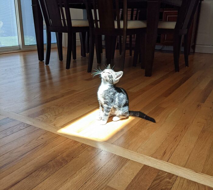 El primer encuentro de mi gatito con la gran bola de fuego que está en el cielo 
